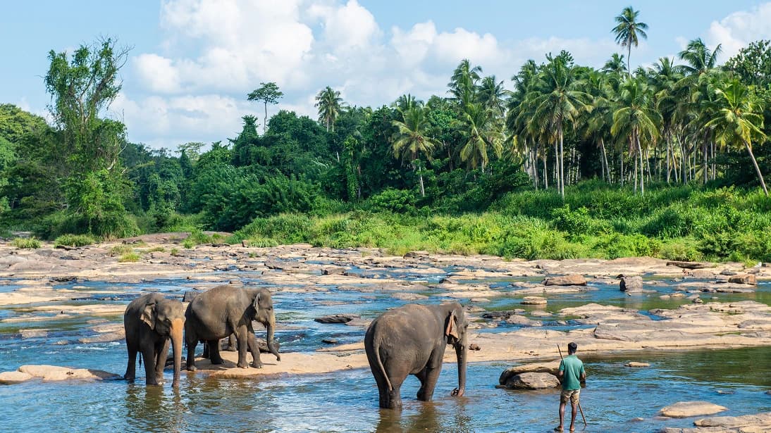 Wild Safaris